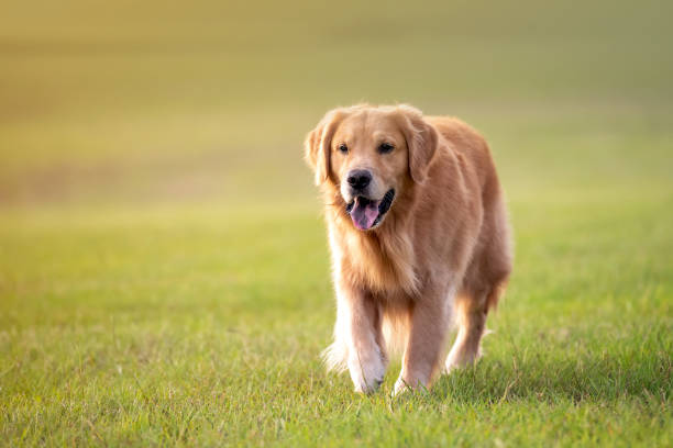 istock Golden Retriever Dog 1252463616
