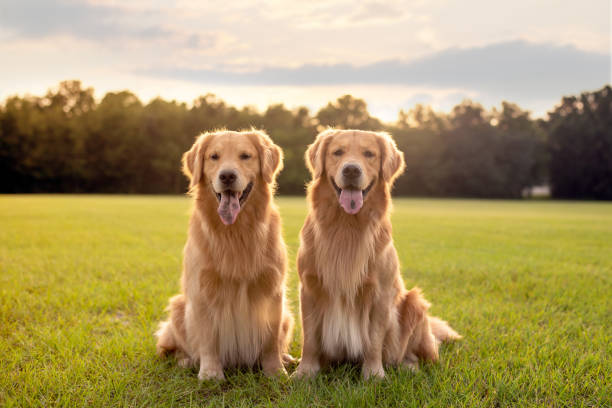 Two golden retriever dogs pose for a portrait in front of a marsh