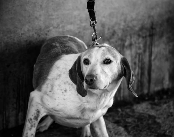 istock Dog with fear 1252463793
