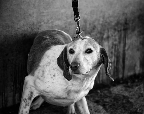 Dog with fear and leash, animals and nature