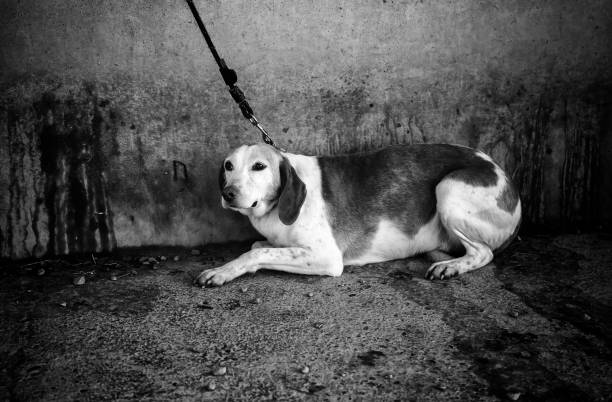 istock Dog with fear 1252463800