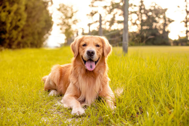 istock Golden Retriever Dog 1252466112