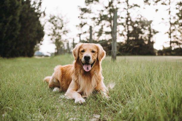 istock Golden Retriever Dog 1252466254