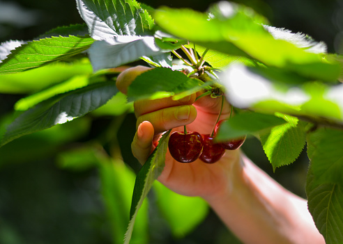 Close-up of a woman's hand picking ripe cherries from a young cherry tree flooded with sunlight