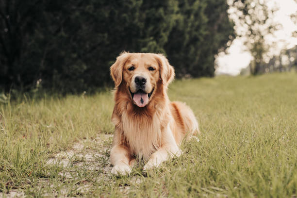 istock Golden Retriever Dog 1252466378