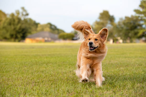 istock Golden Retriever Dog 1252467617