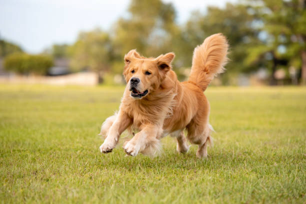 istock Golden Retriever Dog 1252468415