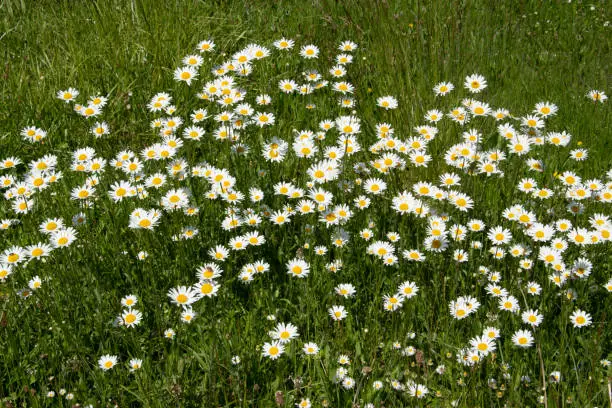 The best known is probably the meadow daisy (Leucanthemum vulgare), which grows in larger tufts on flower meadows and along the paths.