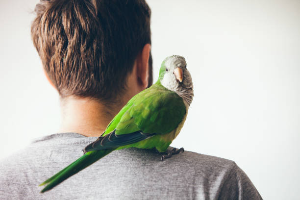 Monk parakeet is looking at camera with curiosity expression. Quaker parrot is sitting on mans shoulder at home. monk parakeet stock pictures, royalty-free photos & images