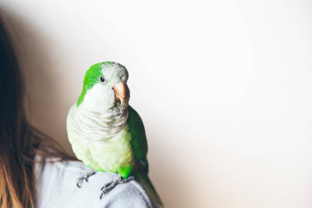 istock Exotic animals. Pets life. Monk parakeet is looking at camera with curiosity expression. 1252471256