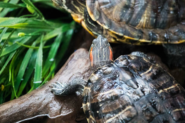 istock Red-eared turtles snags near water and greenery 1252472097