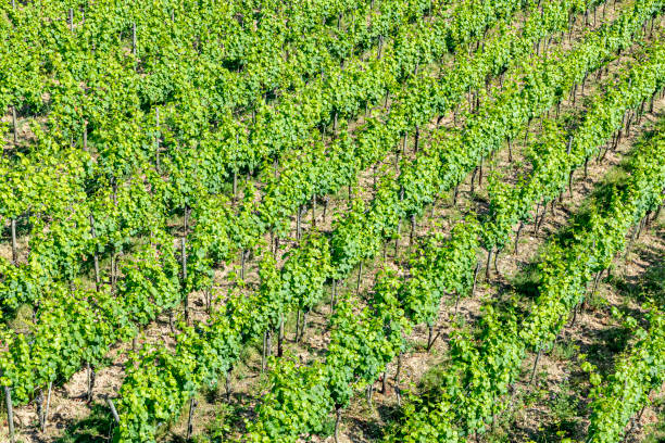 backgroound de viñedos - 3498 fotografías e imágenes de stock