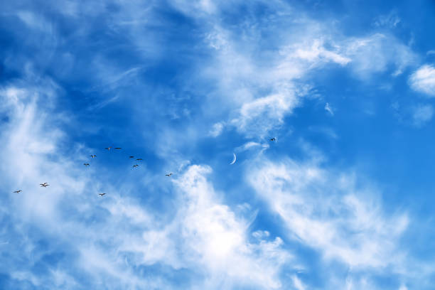istock birds and a young month in the evening sky with white clouds 1252473189