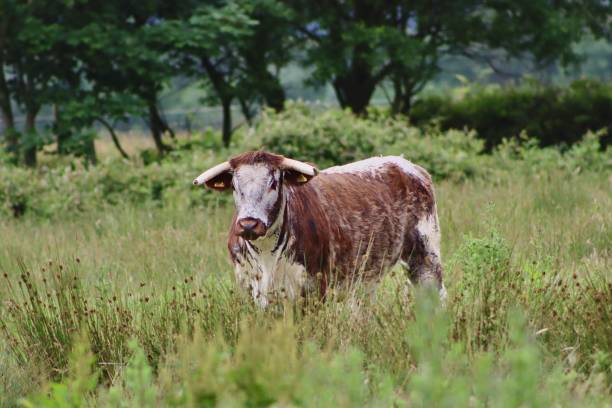 istock Cow in a field 1252475080