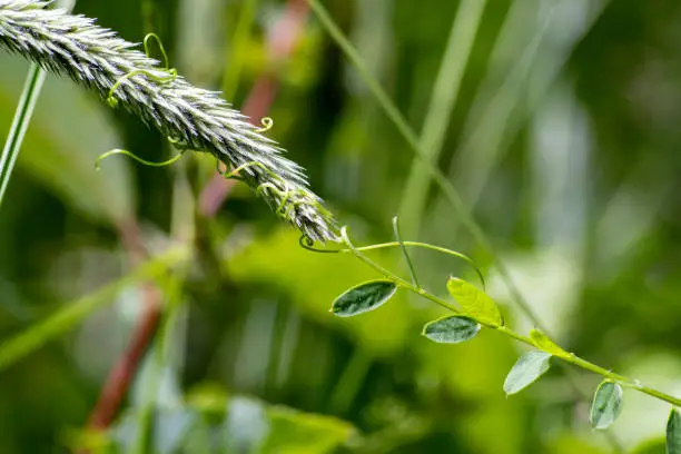 Wood vetch (Vicia sylvatica) is winding around a spice