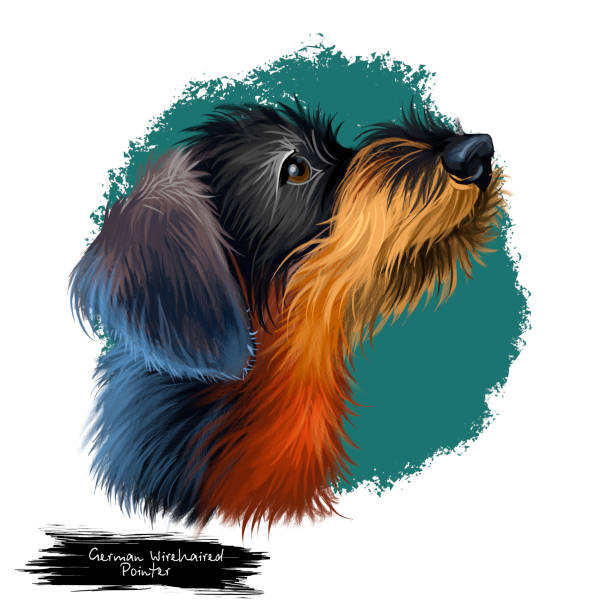 illustrazioni stock, clip art, cartoni animati e icone di tendenza di illustrazione artistica digitale wirehaired pointer tedesca isolata su bianco. ritratto popolare del cucciolo con testo. carino ritratto disegnato a mano da un animale domestico. progettazione di clipart grafica. - pointer stick illustrations