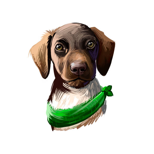 ilustrações, clipart, desenhos animados e ícones de alemão shorthaired pointer cão criar ilustração de arte digital isolada em branco. retrato popular de cachorrinho com texto. retrato fofo desenhado à mão de animal de estimação. design de arte de clipe gráfico. - pointer stick illustrations