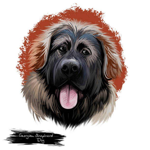 istock Georgian Shepherd Dog breed digital art illustration isolated on white. Popular puppy portrait with text. Cute pet hand drawn portrait. Graphic clip art design. 1252476246