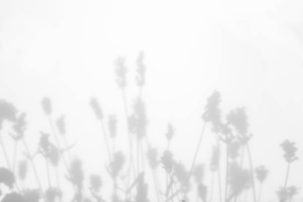 istock Gray shadows of lavender flowers and grass 1252476965