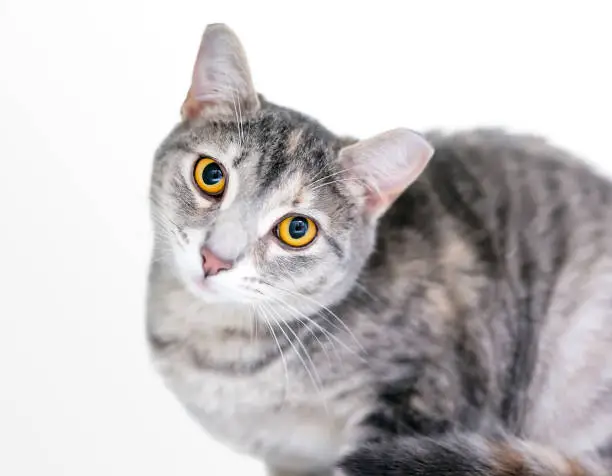A wide eyed tabby domestic shorthair cat with its ear tipped, indicating that it has been spayed or neutered and vaccinated