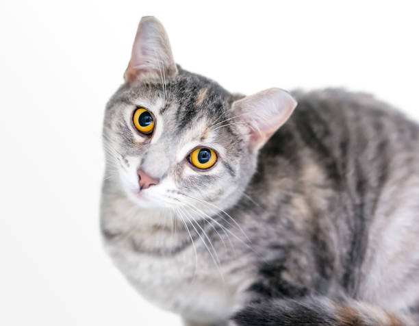 um gato de cabelo curto tabby de olhos arregalados com a orelha virada - spay - fotografias e filmes do acervo