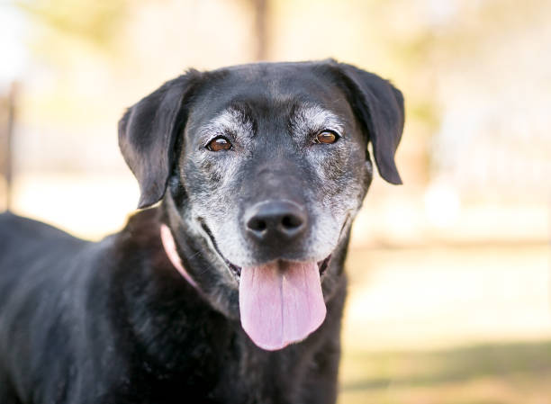 a senior labrador retriever mixed breed dog - mixed breed dog fotos imagens e fotografias de stock