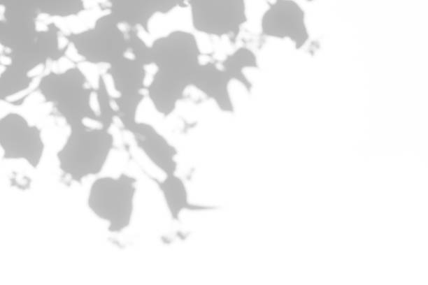 istock shadows of the tree branches on a white wall 1252477010