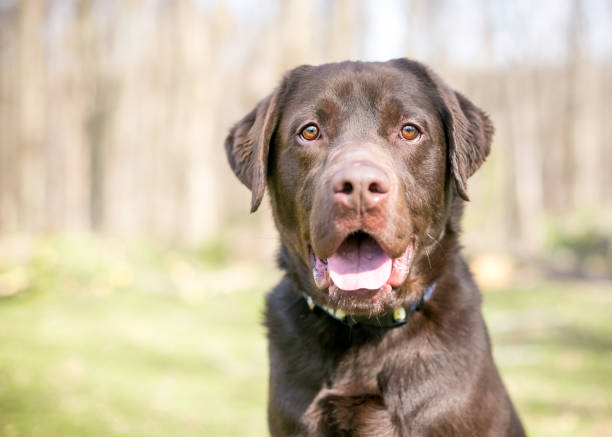 istock A Chocolate Labrador Retriever dog with a happy expression 1252477029