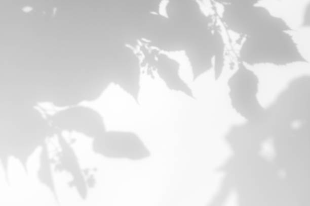 istock shadows of the tree branches on a white wall 1252477060
