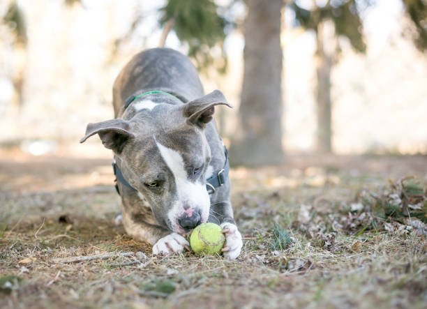 istock A Pit Bull Terrier mixed breed dog playing with a ball 1252477123