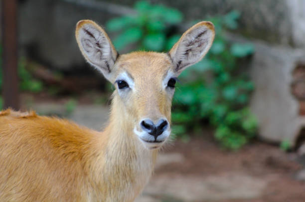 istock African Impala in the Bush. African wild animals 1252477160