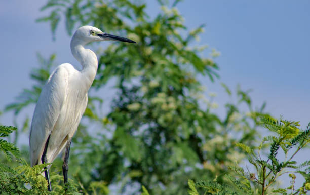 istock Great Egret, Common Egret, Great White Heron at Sri Lanka.The great egret (Ardea alba), also known as the common egret fishing in the shallow lagoon. 1252477314