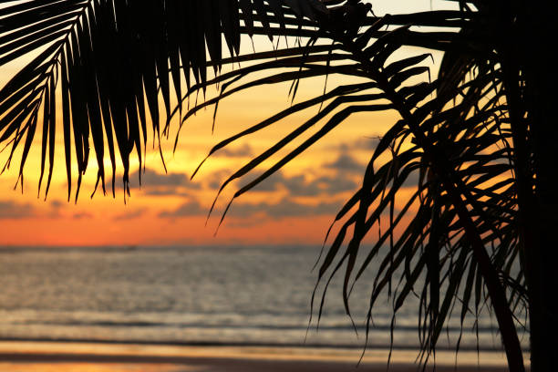 View to the evening sea through palm leaves
