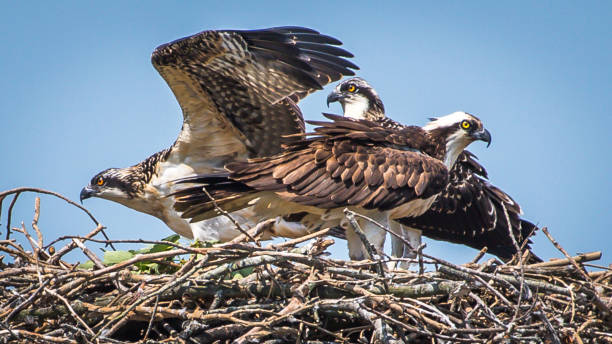 istock Osprey babies in the nest 1252478567