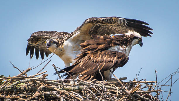 istock Osprey babies in the nest 1252478570