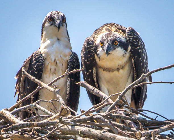 istock Osprey babies in the nest 1252479628