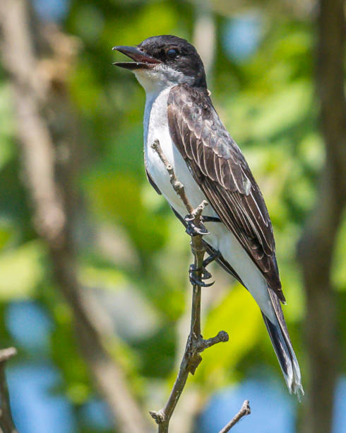 istock Eastern Kingbird on a branch 1252479632