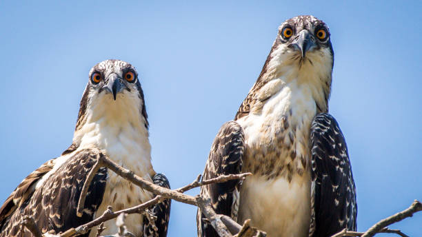 istock Osprey babies in the nest 1252479637