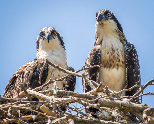 istock Osprey babies in the nest 1252479640
