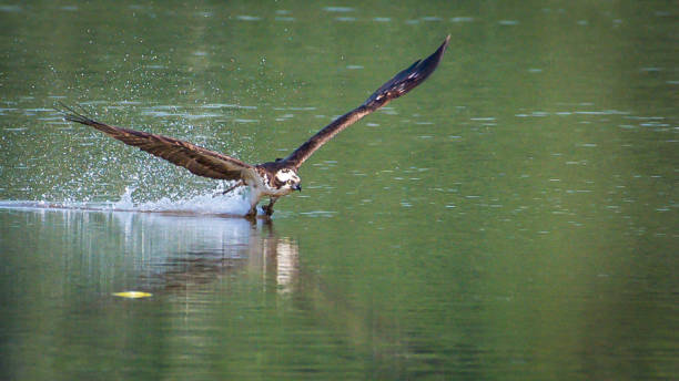 istock Osprey babies in the nest 1252480873