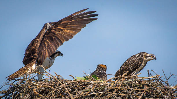 istock Osprey babies in the nest 1252481017