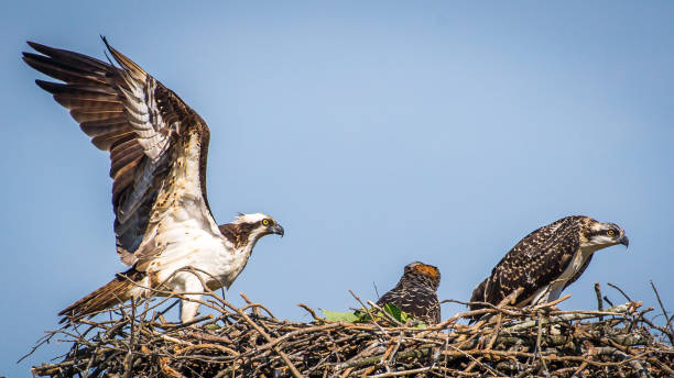 istock Osprey babies in the nest 1252481093
