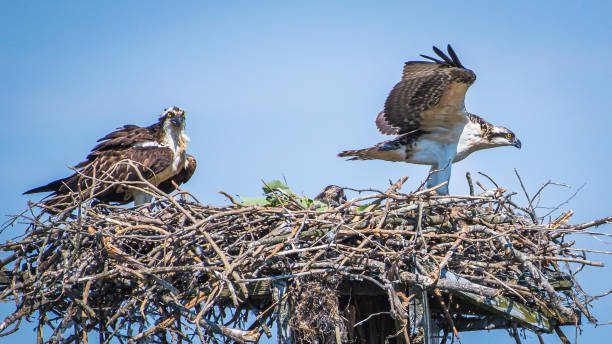 istock Osprey babies in the nest 1252481112