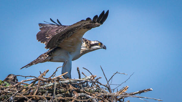 istock Osprey babies in the nest 1252481126