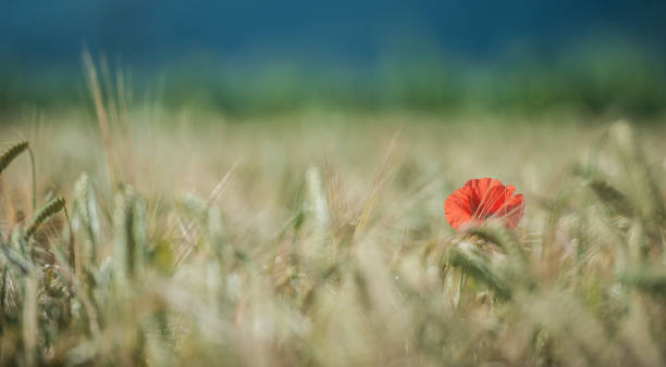 istock Red Poppies in a Wheat Field 1252483232