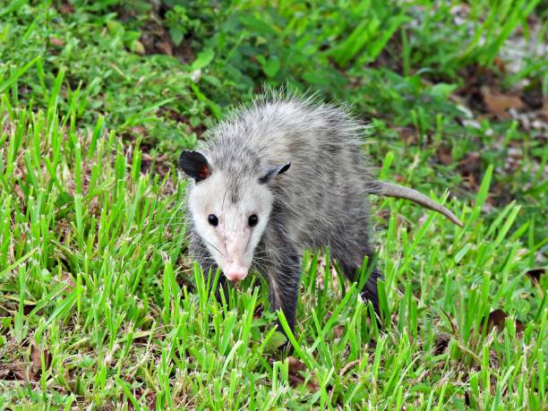 istock Opossum (Didelphimorphia) in the grass looking at the camera 1252483268