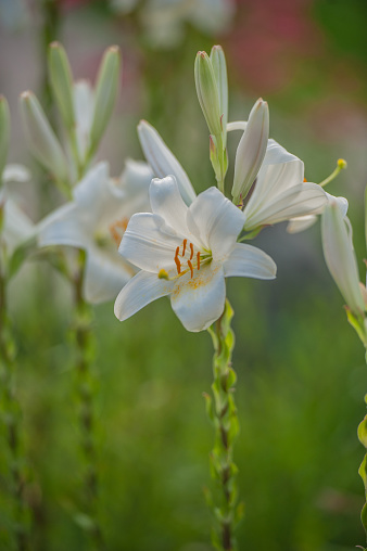 Beautiful White Flowers of Madonna Lily (Lilium candidum) Blooming in the Spring Garden