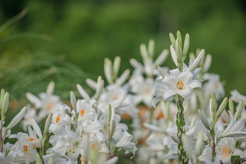 Beautiful White Flowers of Madonna Lily (Lilium candidum) Blooming in the Spring Garden