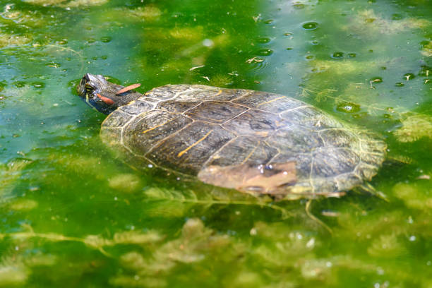 la tortue de fleuve nage dans le lac - hawksbill turtle photos et images de collection