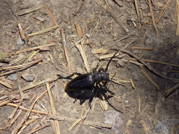 istock Cricket on a footpath, among straws 1252484428